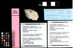 Foto (Objekt + Etiketten) von Cracensigillatus acutirostrus (Moericke, 1889) 